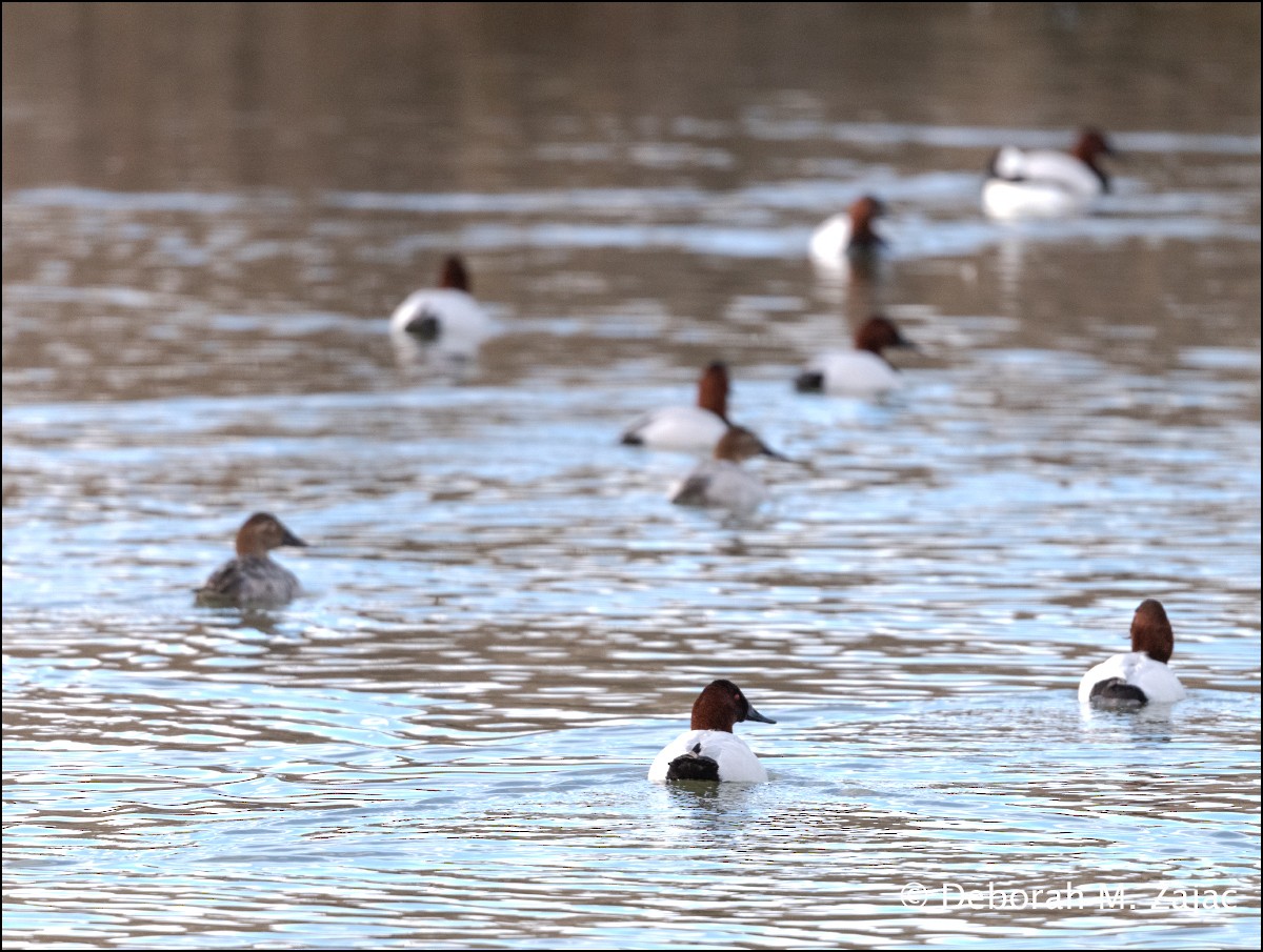 Canvasback - ML615002997