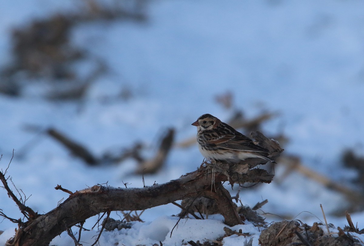 Lapland Longspur - Bence Kokay