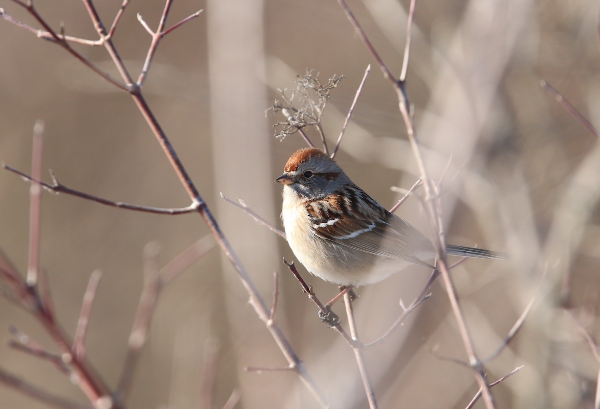 American Tree Sparrow - Bence Kokay