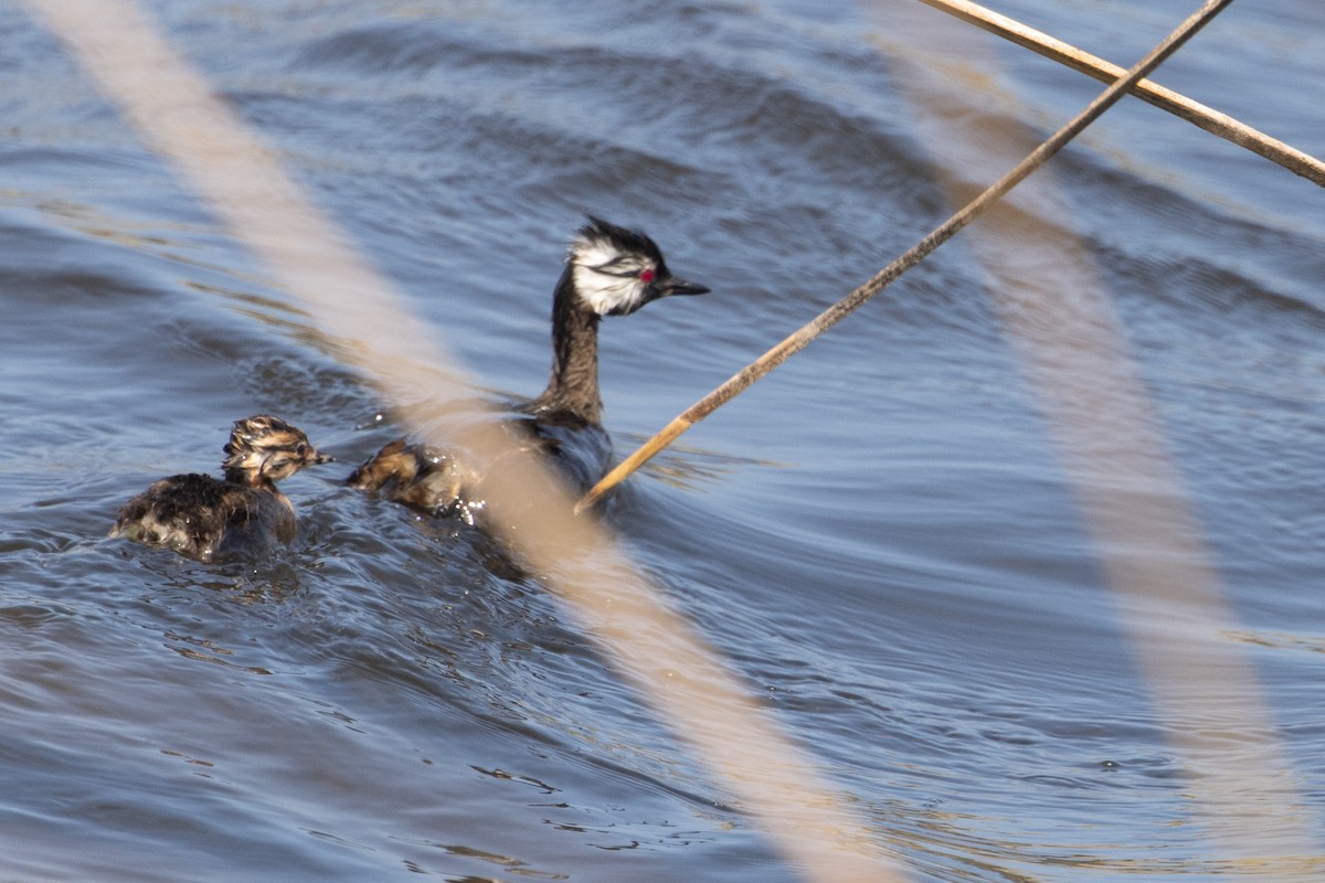 White-tufted Grebe - ML615003052