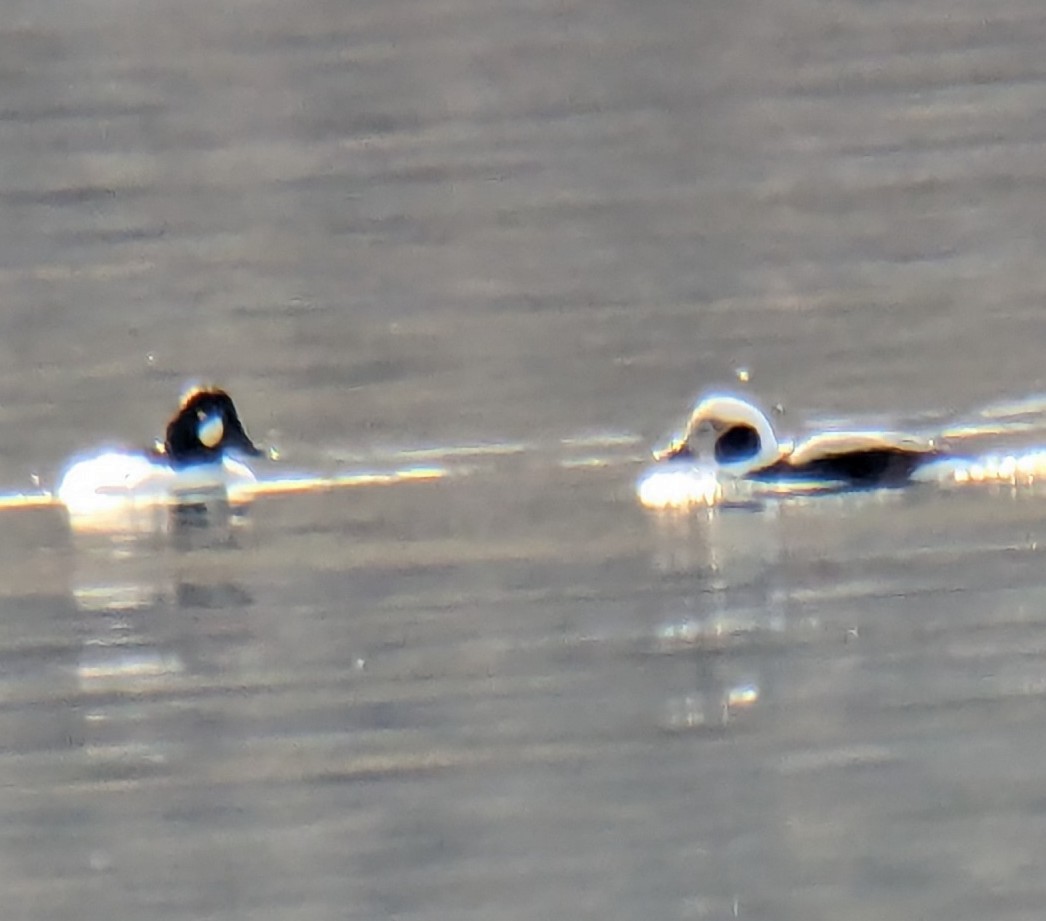 Long-tailed Duck - ML615003053