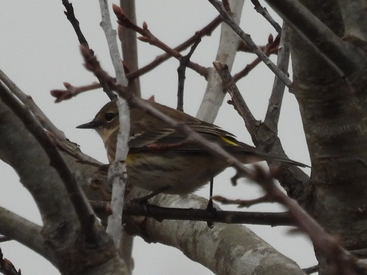 Yellow-rumped Warbler - ML615003171