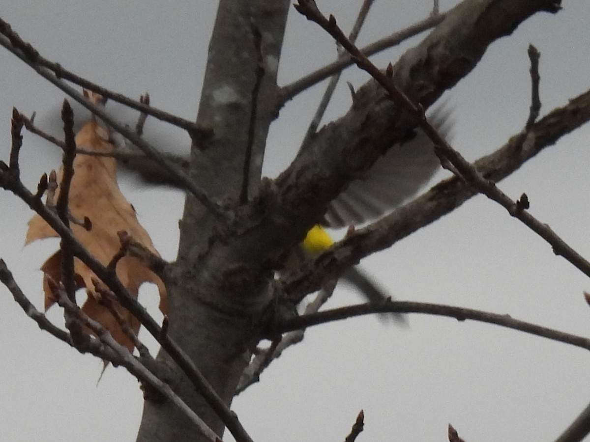 Yellow-rumped Warbler - ML615003173