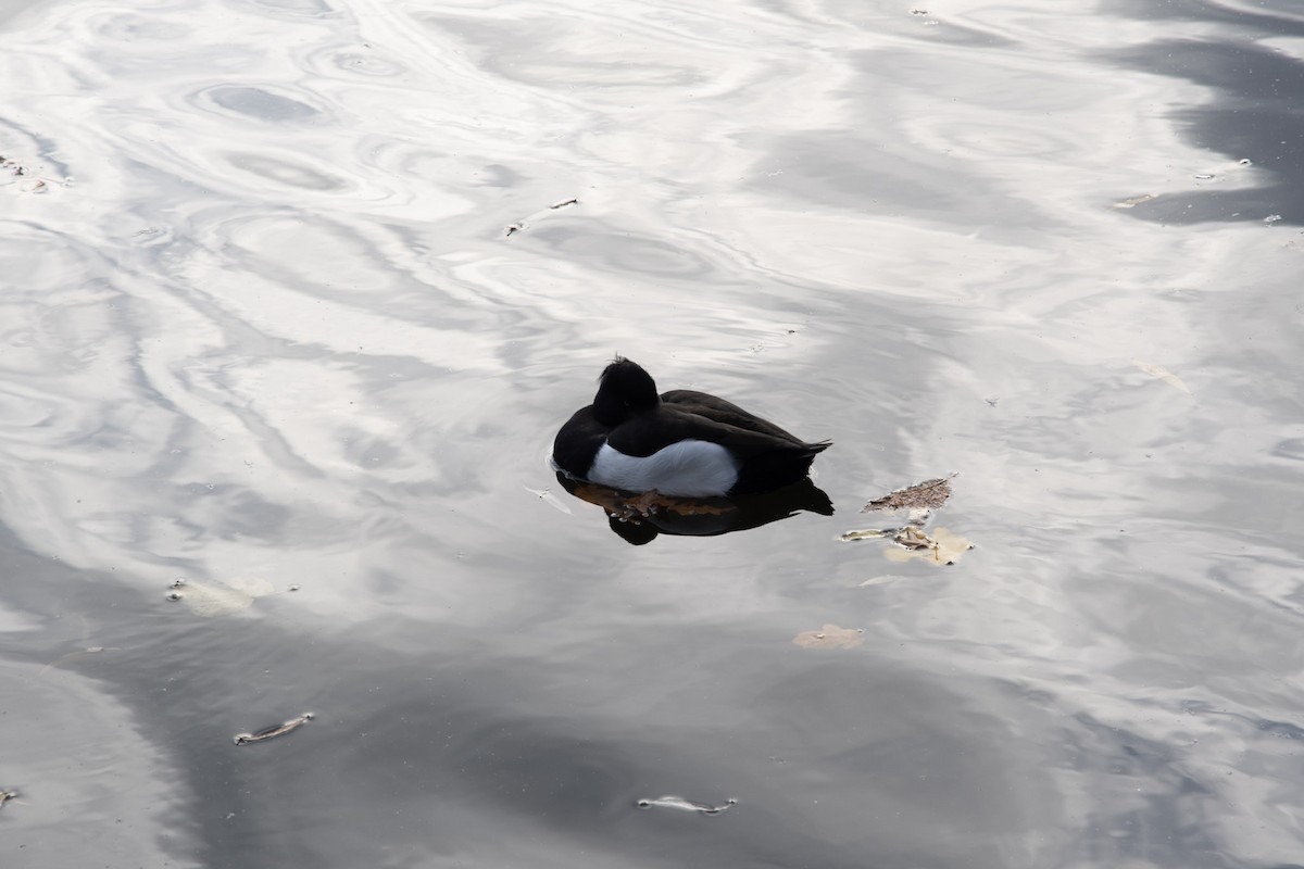 Tufted Duck - ML615003189