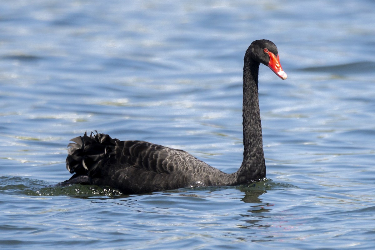 Black Swan - Carla Butz