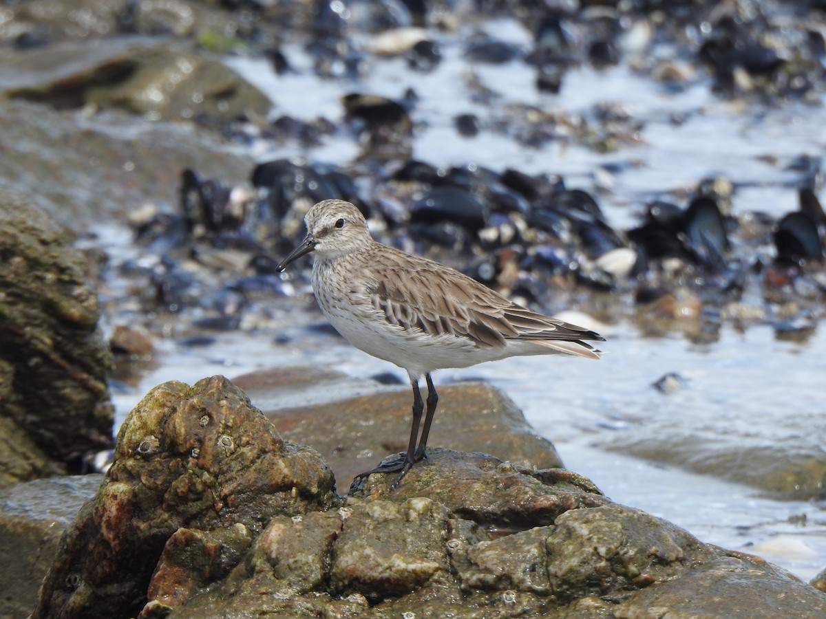 Weißbürzel-Strandläufer - ML615003225