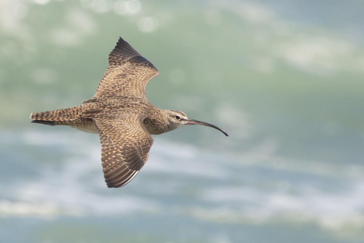 Whimbrel (Hudsonian) - ML615003227