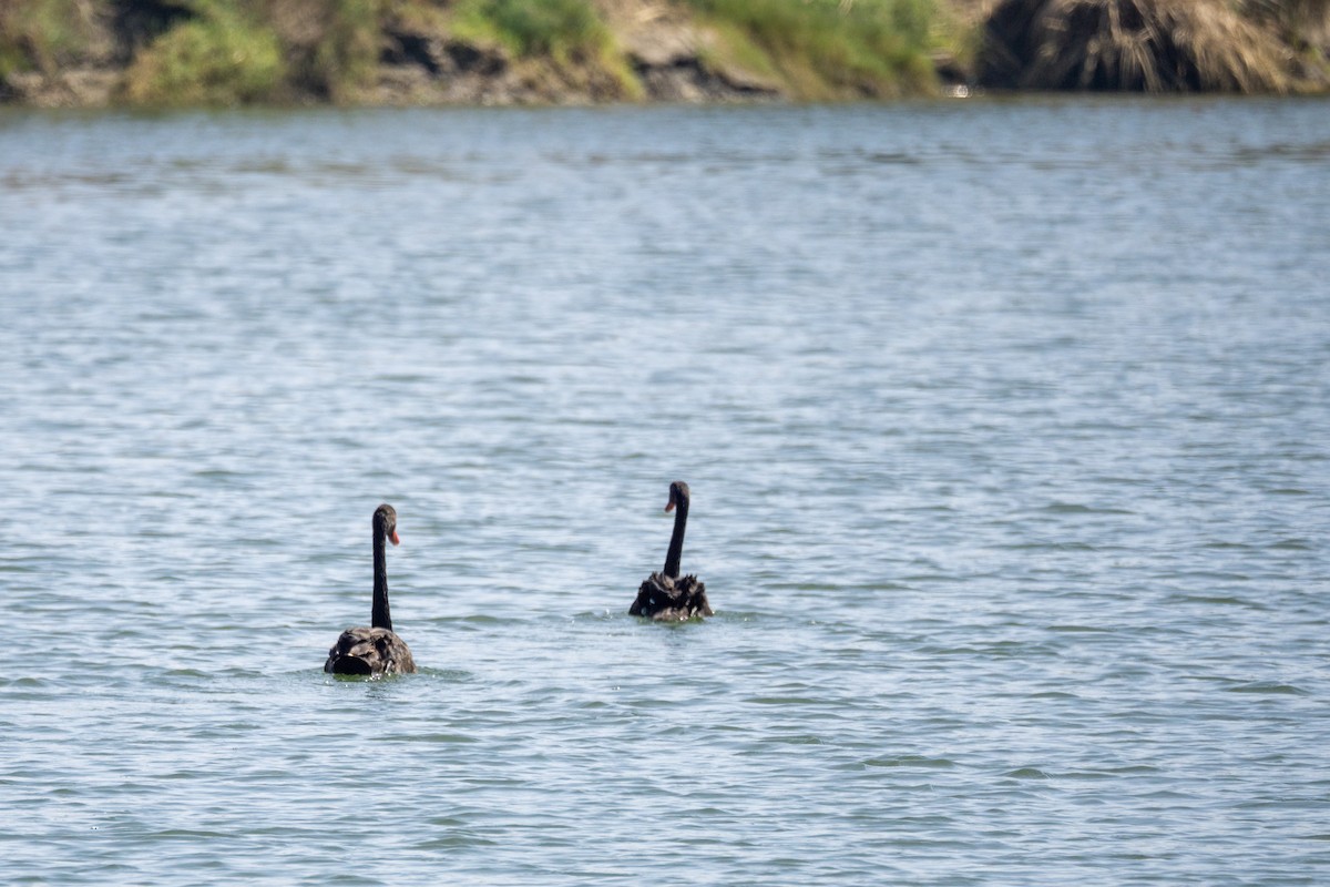 Black Swan - Carla Butz