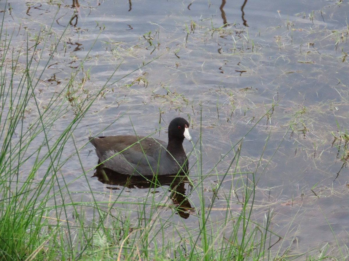 American Coot - ML615003308