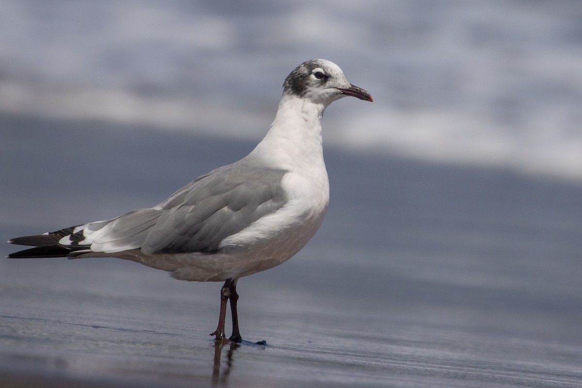 Franklin's Gull - Pablo Andrés Cáceres Contreras