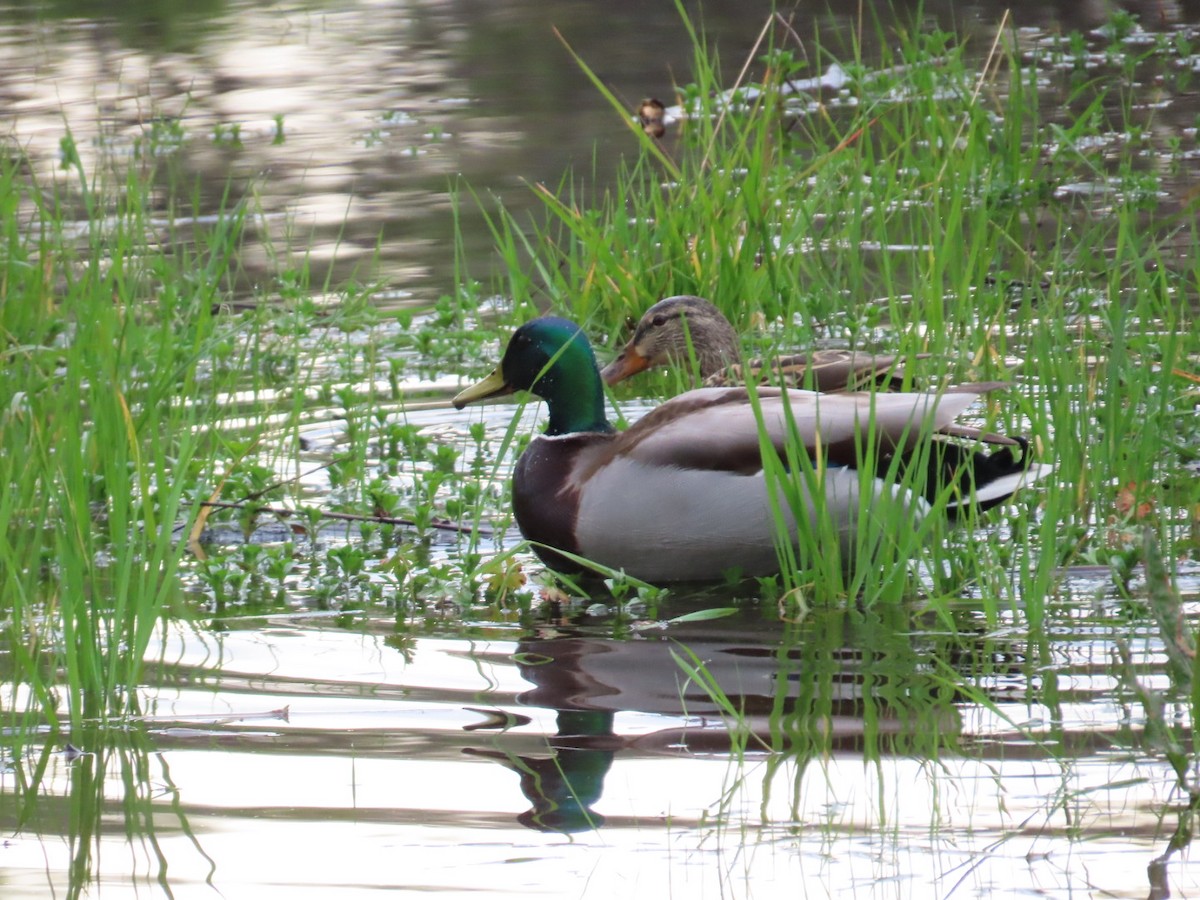 Mallard - ML615003332