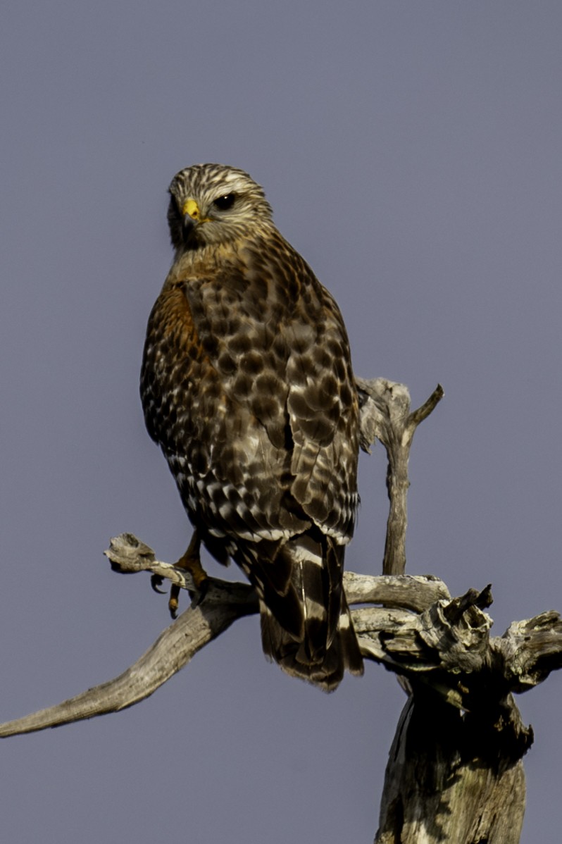 Red-shouldered Hawk - Anonymous