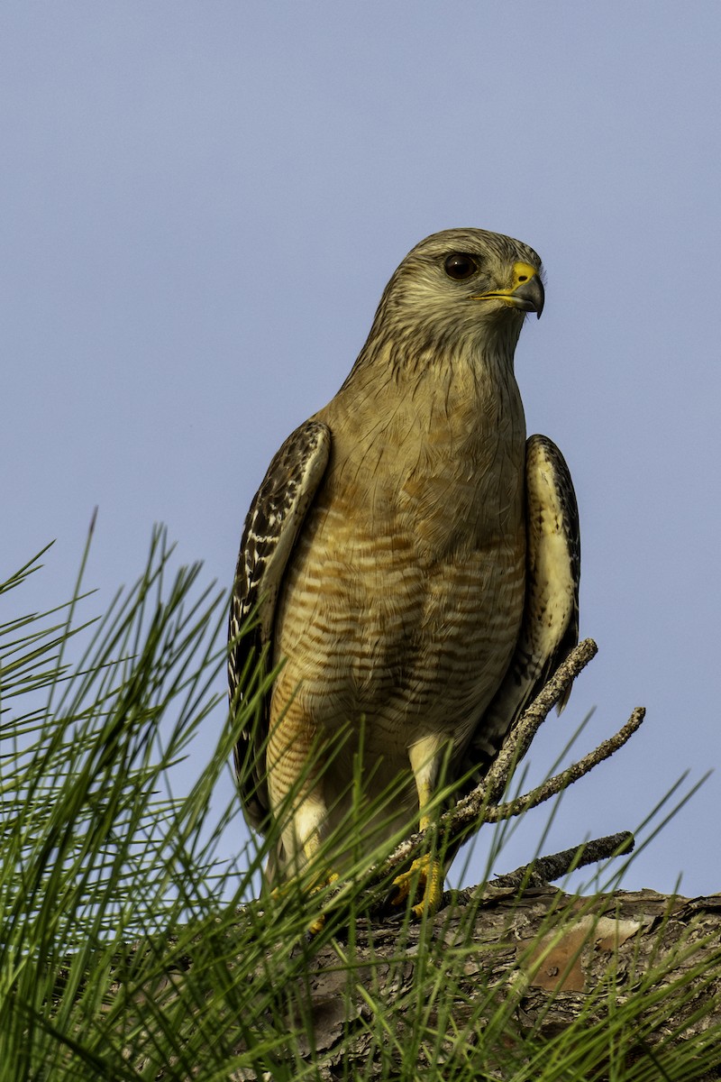 Red-shouldered Hawk - Anonymous