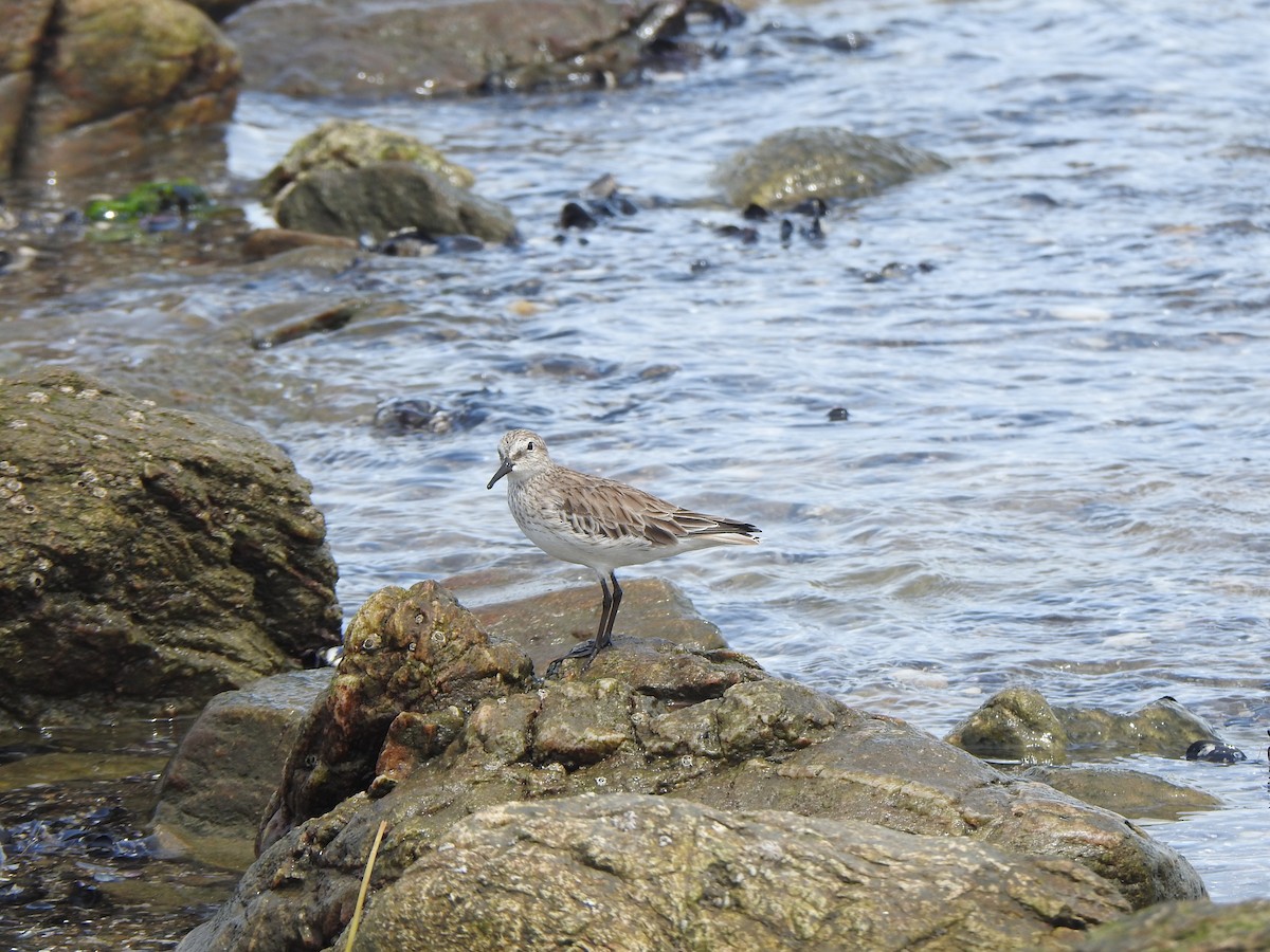 White-rumped Sandpiper - Silvia Viazzo