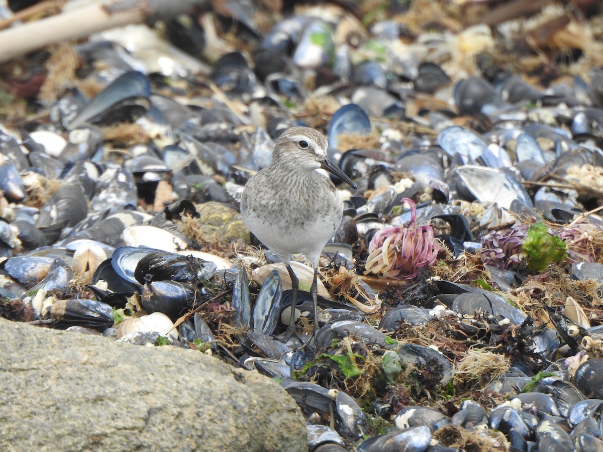 White-rumped Sandpiper - Silvia Viazzo