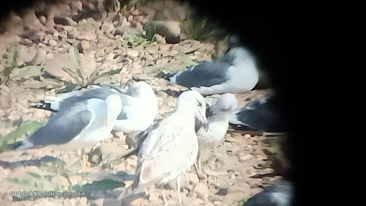 Herring Gull - Francis Martín 🦋