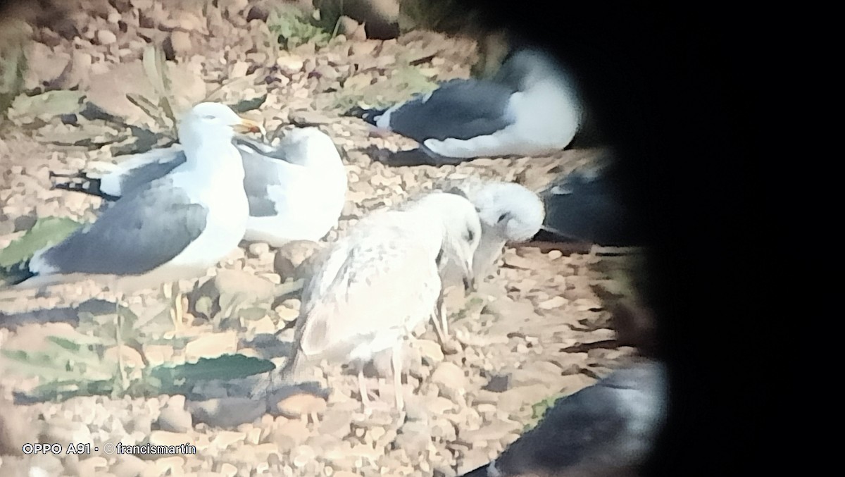 Herring Gull - ML615003500