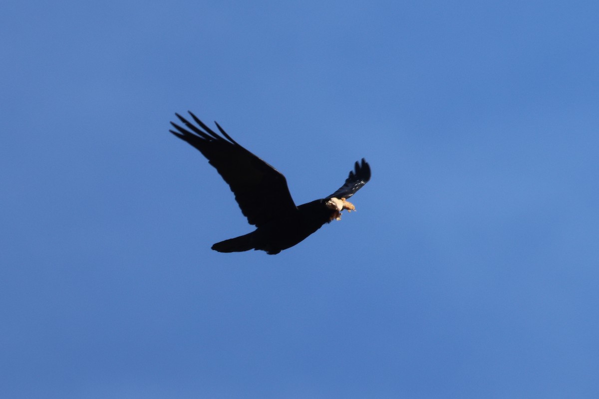 Common Raven - ML615003535