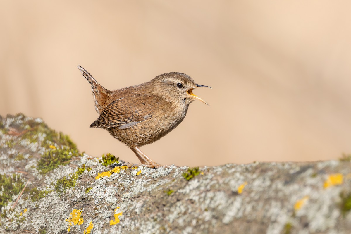 Eurasian Wren - ML615003551