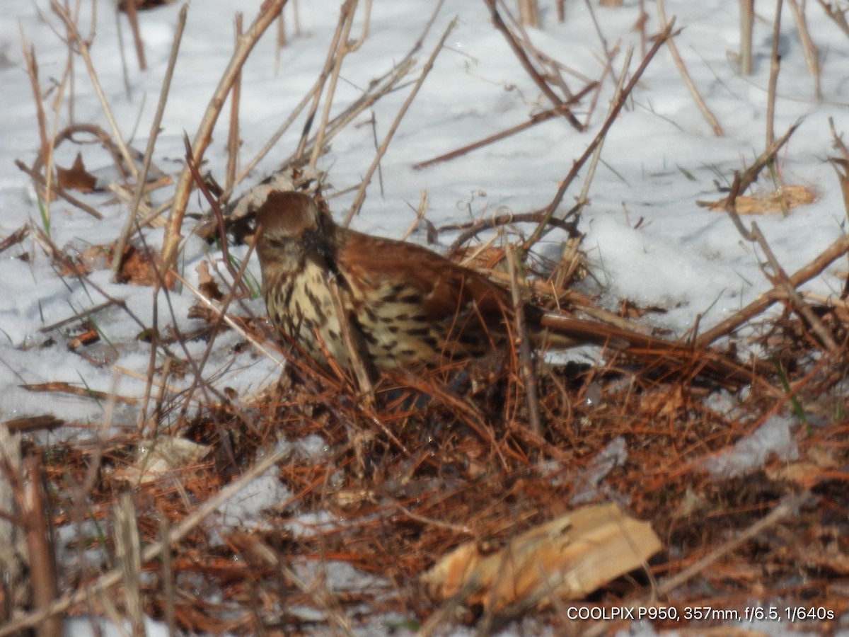 Brown Thrasher - ML615003589