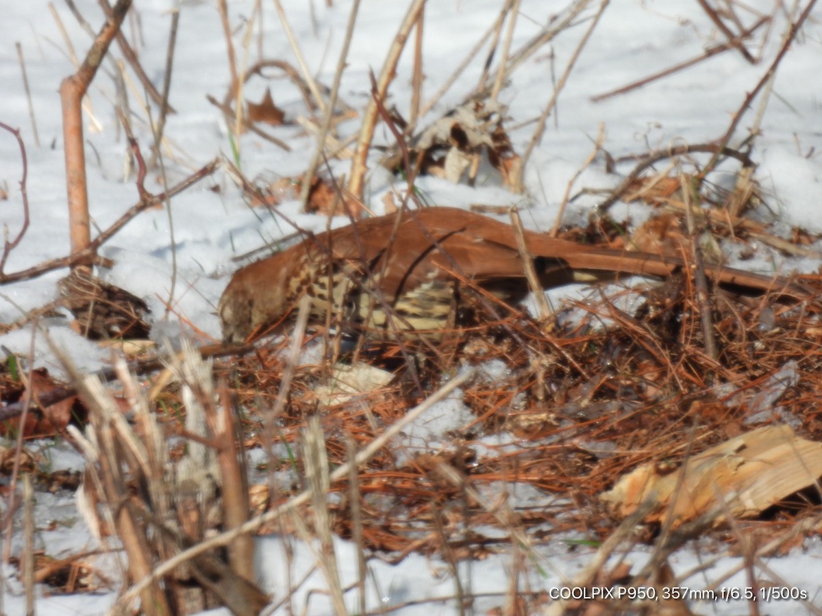 Brown Thrasher - ML615003590