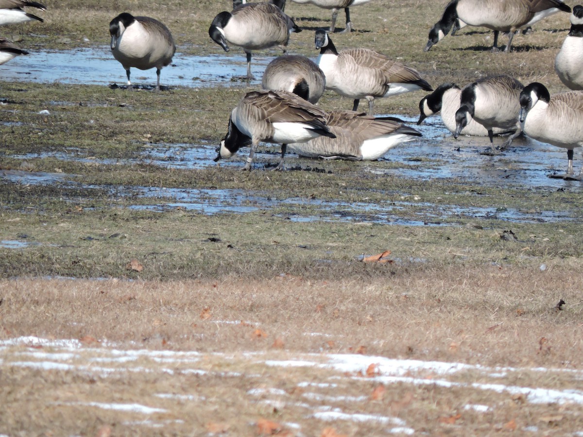 Canada Goose - ML615003788