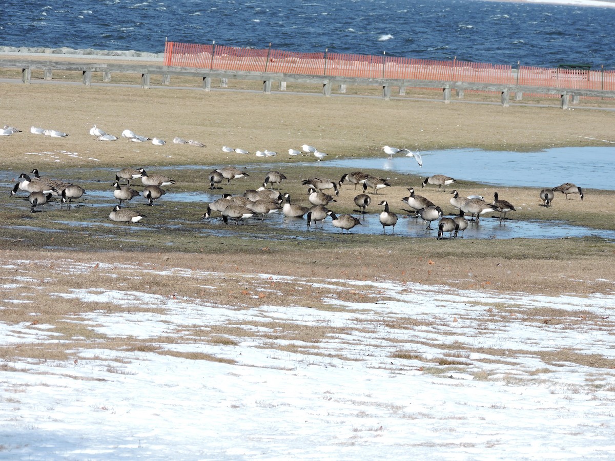 Canada Goose - ML615003794