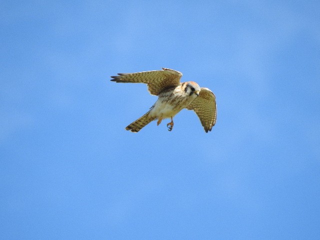 American Kestrel - ML615003838