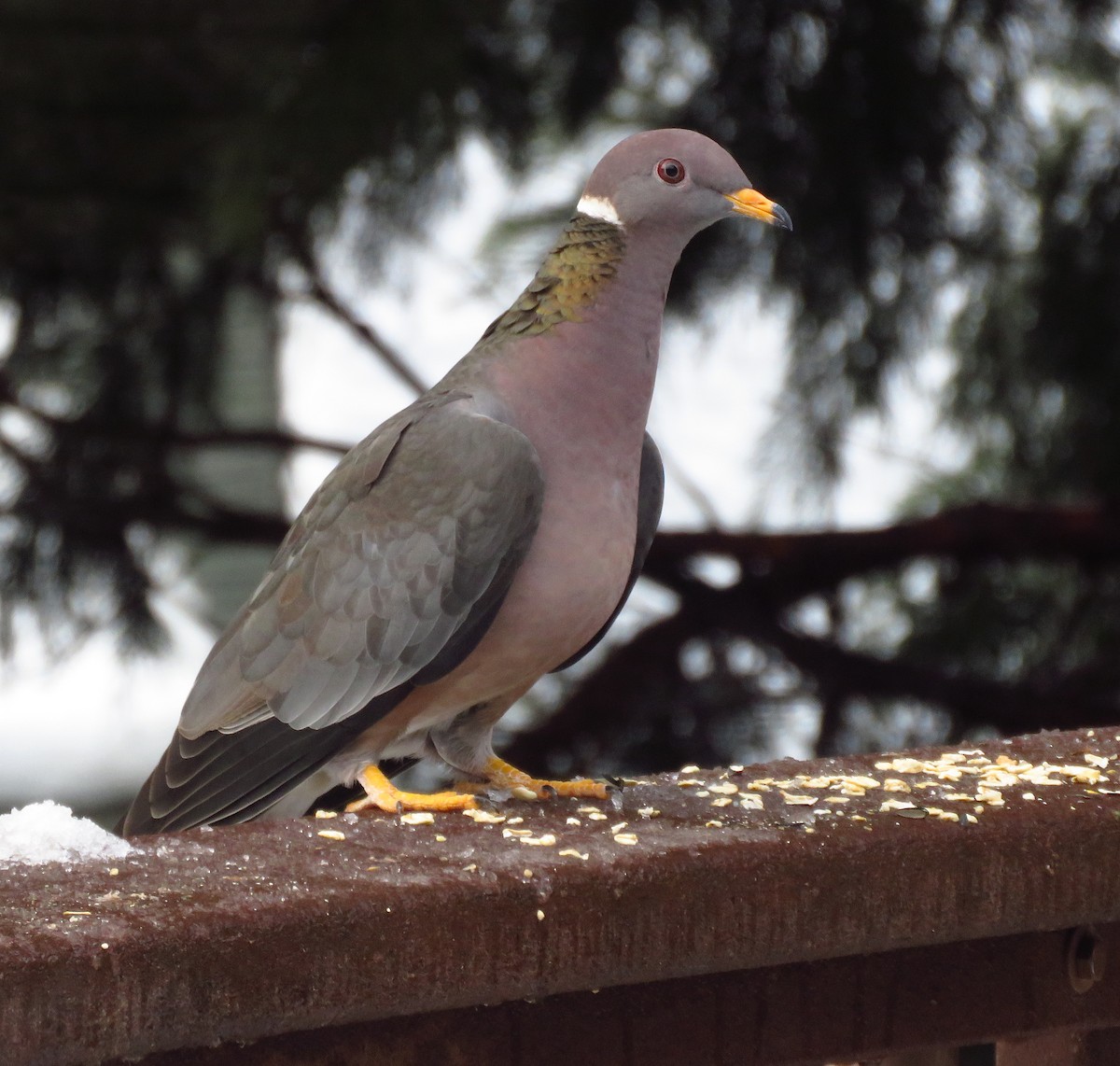 Band-tailed Pigeon - ML615003854