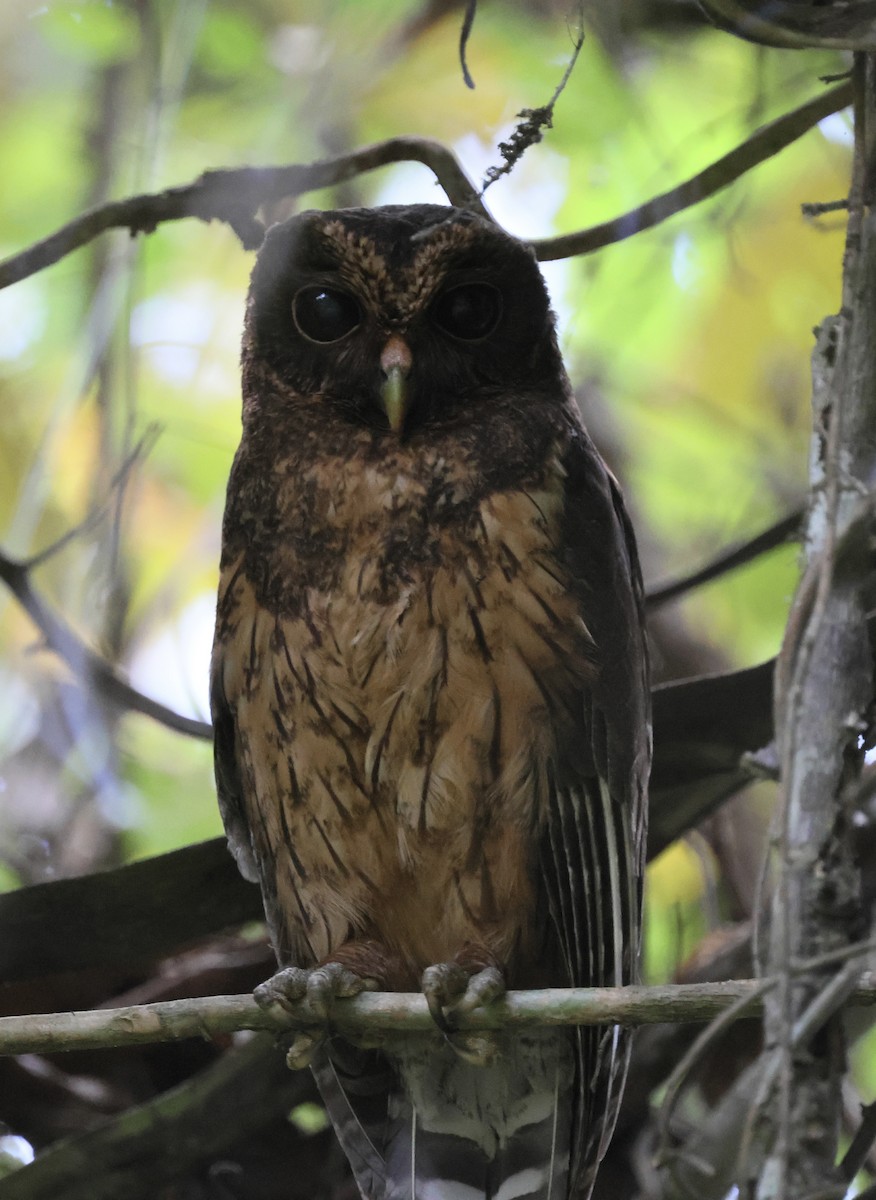 Mottled Owl - Marcus Wienands