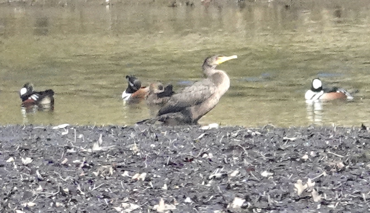 Cormorán Orejudo - ML615003856