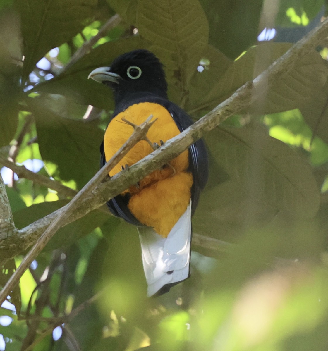 White-tailed Trogon - ML615003862