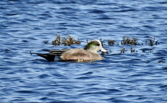 American Wigeon - ML615003877