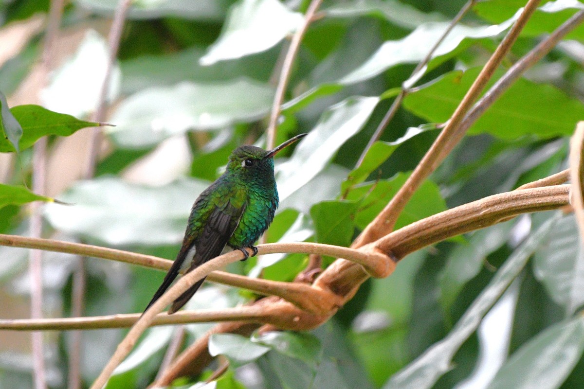 Cuban Emerald - ML615003879