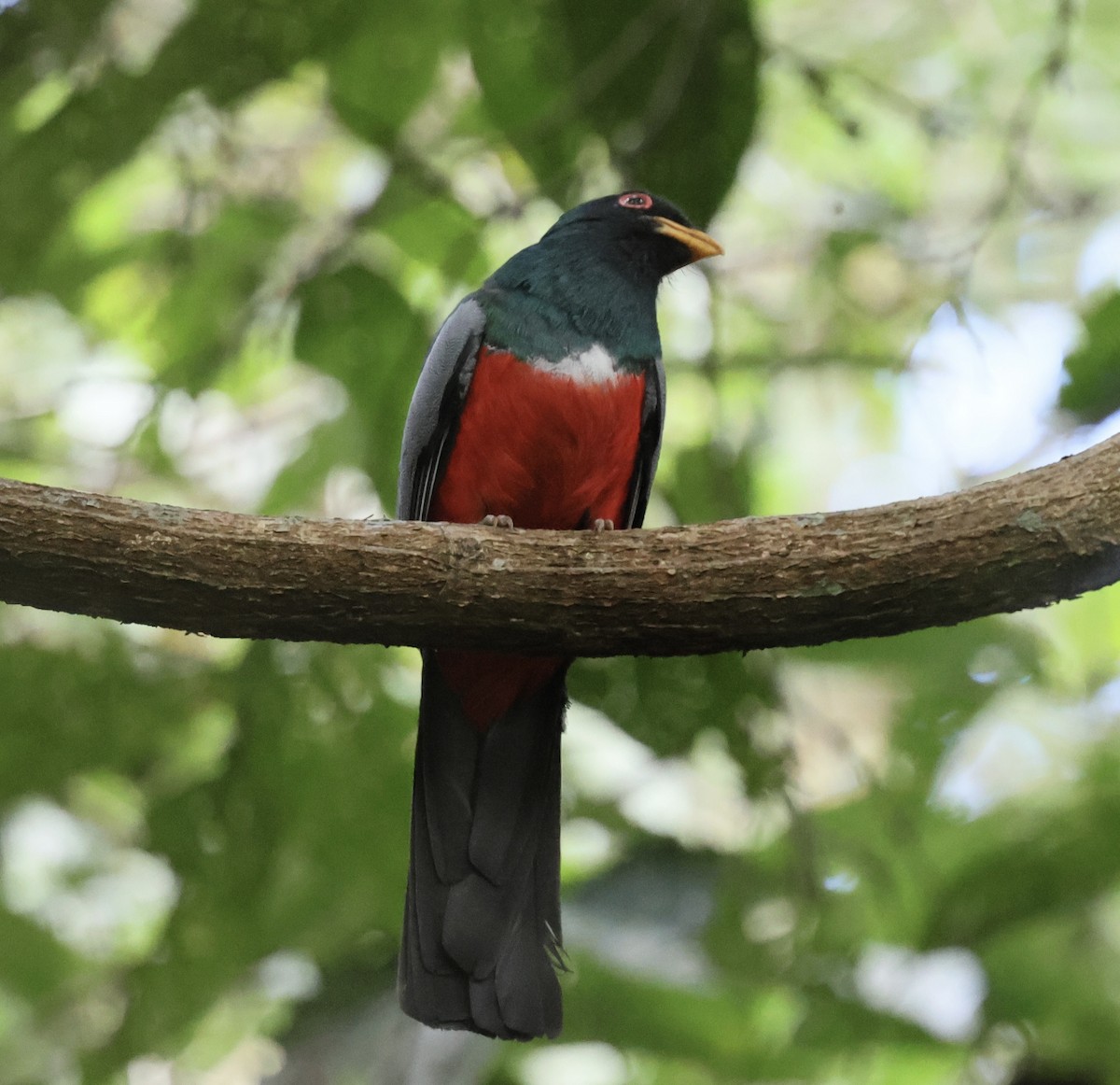 Black-tailed Trogon - ML615003935