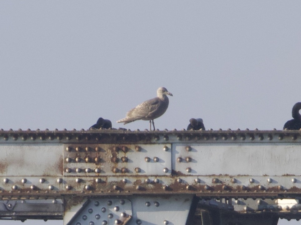 Glaucous-winged Gull - ML615003940