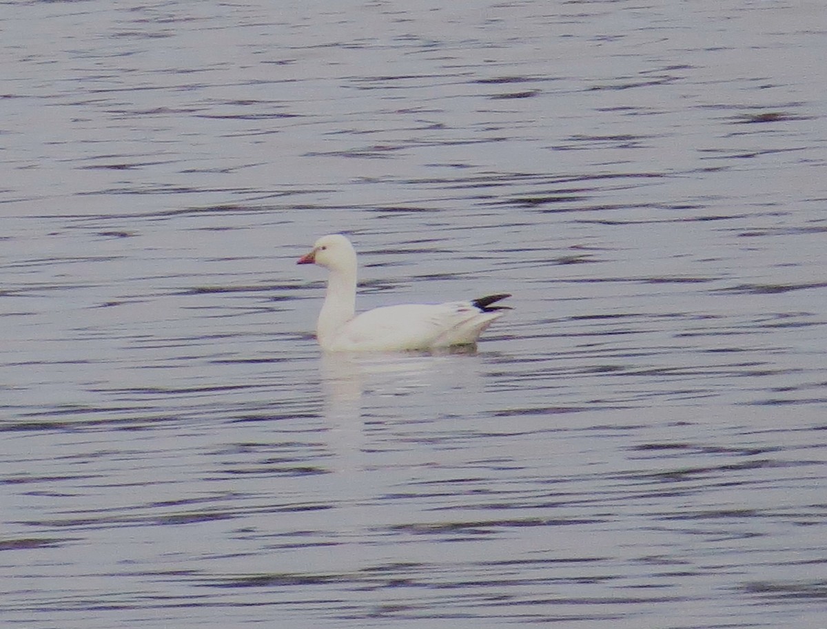 Ross's Goose - ML615003942