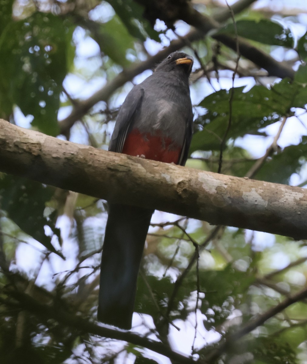 Black-tailed Trogon - ML615003955