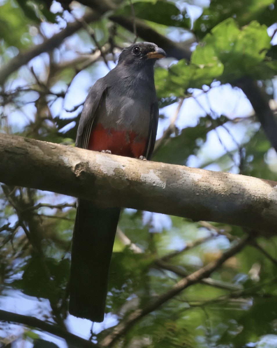 Black-tailed Trogon - ML615003956