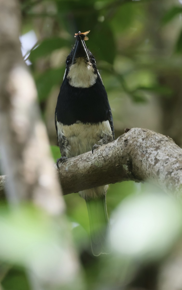 Black-breasted Puffbird - Marcus Wienands