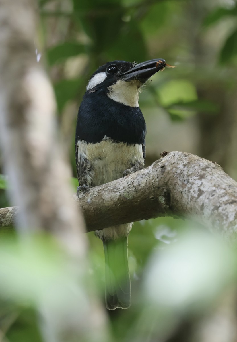 Black-breasted Puffbird - ML615004009