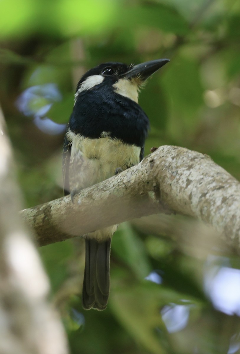 Black-breasted Puffbird - ML615004018