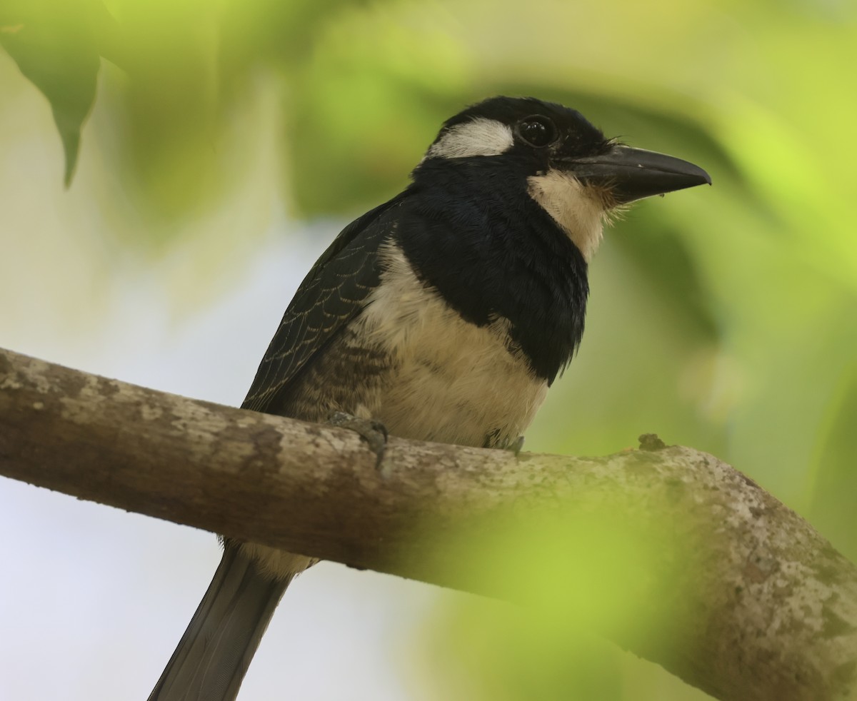 Black-breasted Puffbird - ML615004025