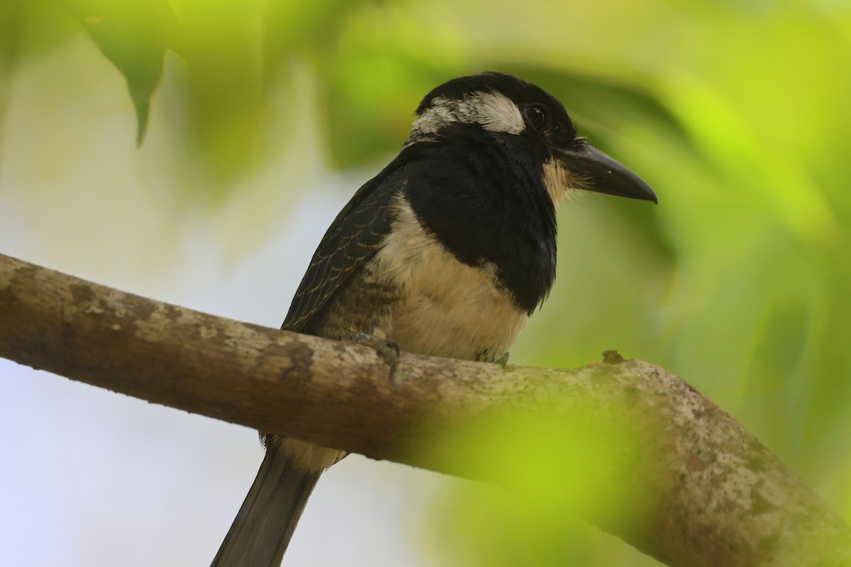 Black-breasted Puffbird - ML615004026