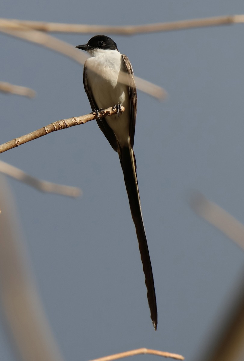 Fork-tailed Flycatcher - ML615004031