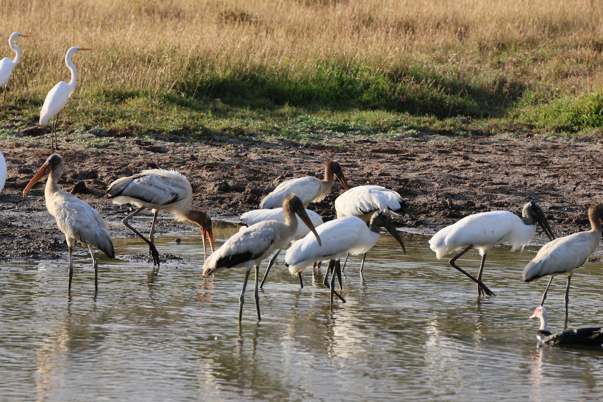 Wood Stork - Marcus Wienands