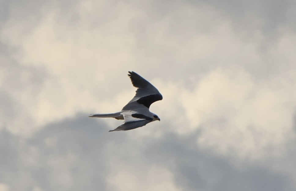 White-tailed Kite - ML615004050