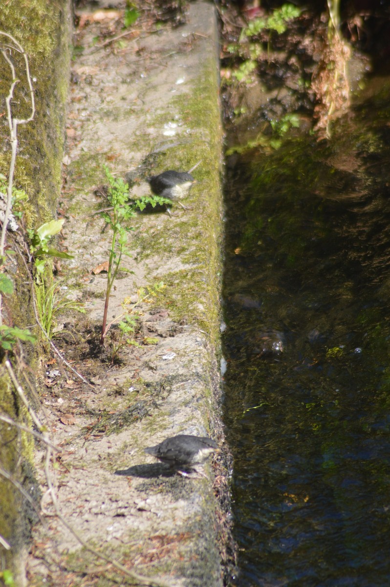 White-throated Dipper - ML615004057