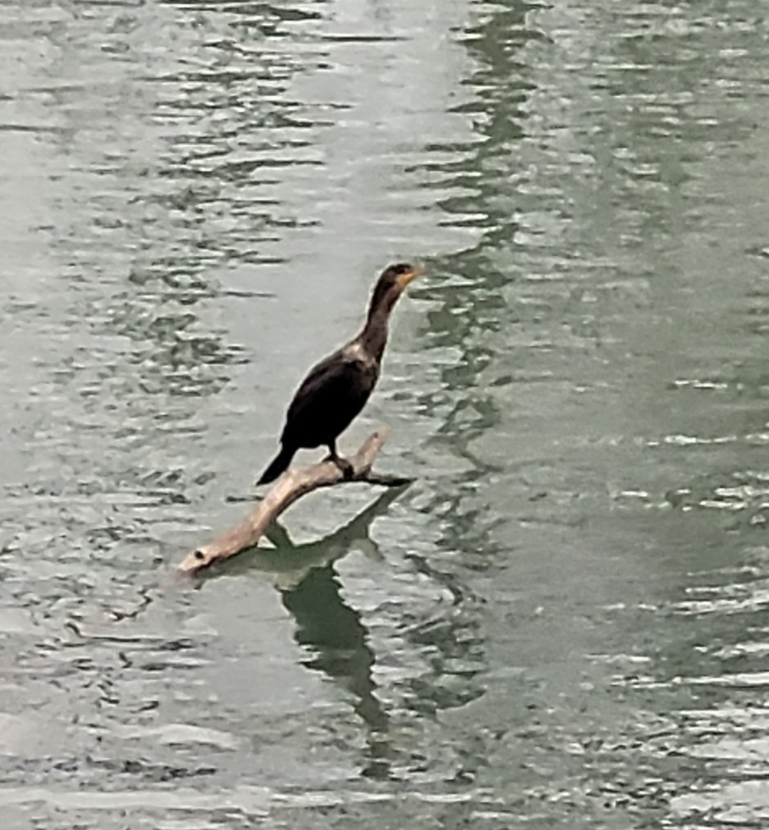 Double-crested Cormorant - ML615004105