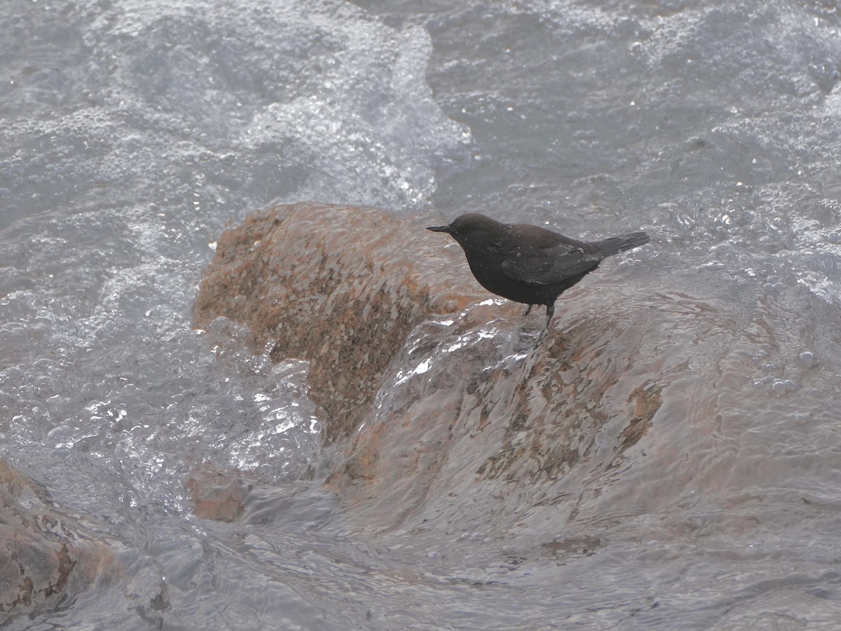 Brown Dipper - ML615004110